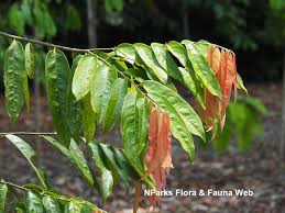 Image result for Diospyros abyssinica