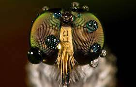 arilar hakkinda ilginc bilgiler youtube