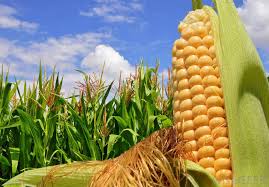 Image result for CORN