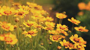 Page 4 haikyuu hd wallpapers free download wallpaperbetter. Yellow Aesthetic Landscape Wallpaper Popular Century