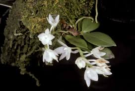 Image result for Stolzia kalkhof-roseae