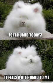Is It Humid Today Funny Cute Funny Animals Cute Animals