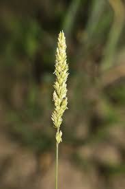 Image result for Koeleria