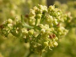 Image result for Galium stenophyllum