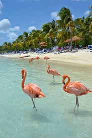 10 Photos De Renaissance Island L Ile Paradisiaque Ou Tu Peux Te Baigner Avec Des Flamants Roses Seyahat Tatil Yerleri Goller