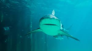 The blimp is 128 feet long and 44 feet high. Discovery Shark Week A Shark Series Tiffany Haddish And Brad Paisley