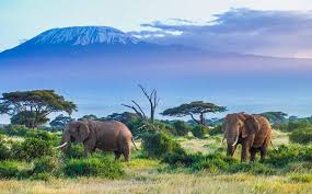 Arranging safari tours in tanzania is our core business at tanzania safari supremacy. Our Quick Guide To Safaris In Tanzania Finding Beyond