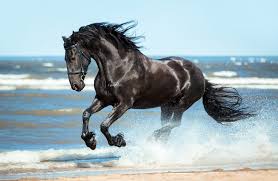 See more ideas about beautiful horses, horses, pretty horses. 10 Most Beautiful Horse Breeds 10 Most Today
