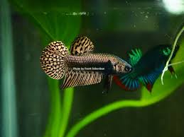 Download mp3 franks bettas dan video mp4 gratis. Betta Fish My Copper Alien Betta Flaring In His New Tank Thats Next To The Betta Imbellis Tank Wild Type Bettas Prefer Tanks Of Around 2 5 5 Gallons With Live Plants And Some