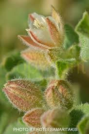 Image result for Glinus