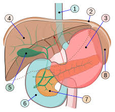 Pin En Salud