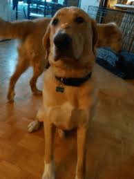 Sad Golden Retriever Gifs Tenor
