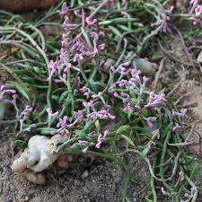 Image result for Monadenium crenatum