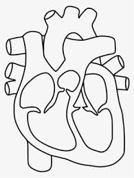 In this tutorial i'll guide you through a simple and effective the first step to draw the heart is to trace the upper part of the first two circles you have drawn as a layout. Human Heart Png Transparent Human Heart Png Image Free Download Pngkey