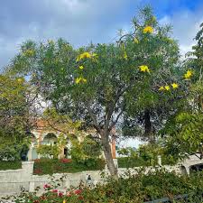 Image result for Cascabela