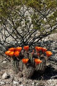 Sanders, and glenn woody built lubbock's first suburban neighborhood movie theater. 63 My Plants Ideas In 2021 Plants Cacti And Succulents Planting Succulents