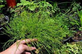 Image result for Psilotrichum