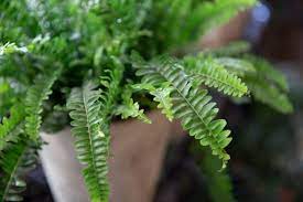 Nov 03, 2020 · the boston fern is one of those plants. Why Is My Boston Fern Dying And How To Fix It Smart Garden Guide