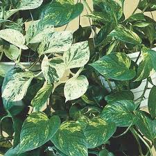 Devil's ivy is commonly used as a decorative element in homes, shopping malls, offices etc. Pothos Devil S Ivy Scindapsus Species My Garden Life