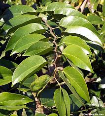 Image result for Hymenaea courbaril