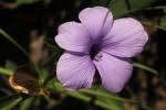 Image result for Barleria mackenii