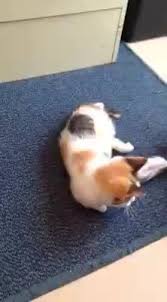 Check spelling or type a new query. 4 Precious Paws Low Cost Spay Neuter Clinic And Rescue Home Facebook