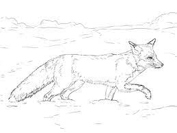 Just click on the printer icon in the upper right corner of the coloring. Red Fox Walking On Snow Coloring Page Free Printable Coloring Pages Fox Coloring Page Animal Drawings Animal Coloring Pages