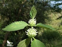 Image result for Leucas