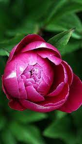 Peony Flower Beautiful Flowers Peony Flower Pink Flowers