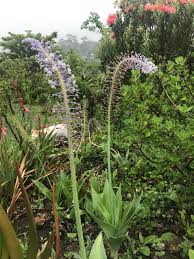 Image result for Drimia calcarata