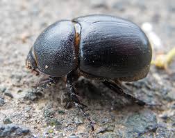 Image result for Pentodon