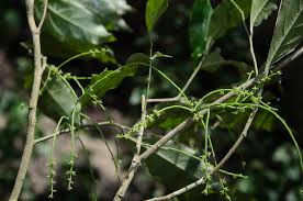 Image result for Opiliaceae