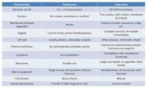 Prokaryote V Eukaryote Table