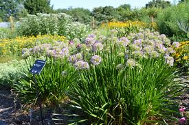 And to do that, you need to make every minute you the reliable gardeners come equipped with all the tools they will need and the skills necessary to keep your garden lush and fresh. Low Maintenance Perennials