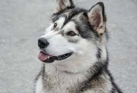 Alaska cuenta con numerosas bibliotecas que reúnen importantes fondos para la investigación local. Malamute De Alaska Caracteristicas Comportamiento Y Cuidados