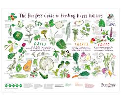 Burgess Guide To Feeding Happy Rabbits On Behance
