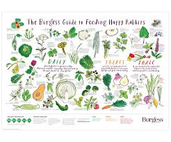 Burgess Guide To Feeding Happy Rabbits On Behance