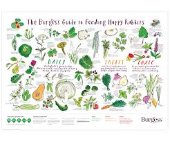 burgess guide to feeding happy rabbits on behance