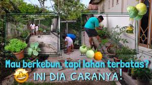 Anda dapat menanam dengan teknik polybag, hydroponik maupun vertikultur. Mau Berkebun Tapi Lahan Terbatas Ini Dia Caranya Youtube