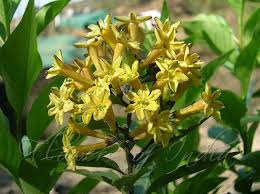 Image result for Cestrum parqui