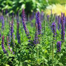 Image result for Salvia