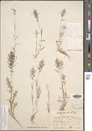 Image result for Eragrostis schweinfurthii