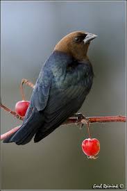 Small Brown Bird With No Tail Feathers Cowbird Brown Headed Backyard Birds Pet Birds Colorful Birds
