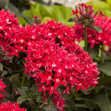 Know what you're looking for? Flowers For Florida Costa Farms