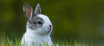 Les Lapins Nains Inspirations Desjardins