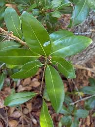 Image result for Kirkia acuminata