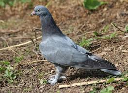 Takla Guvercin Guvercin Taklaci Konya Ankara Mardin Urfa Musul Kirkuk Kirikkale Sivas Istanbul Pigeon Tauben Emege Saygi Animals Bird