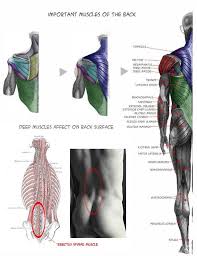 We did not find results for: Anatomy For Sculptors Https Www Facebook Com Characterdesignreferences Anatomy Reference Anatomy For Artists Human Body Anatomy