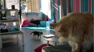 Last year i lead hundreds of thousands of people through a free 30 day morning yoga challenge. Arizona Cat Cafe La Gattara Raising Money For Improvements