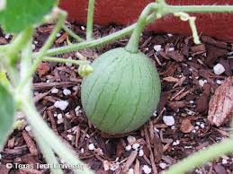 Image result for Citrullus lanatus